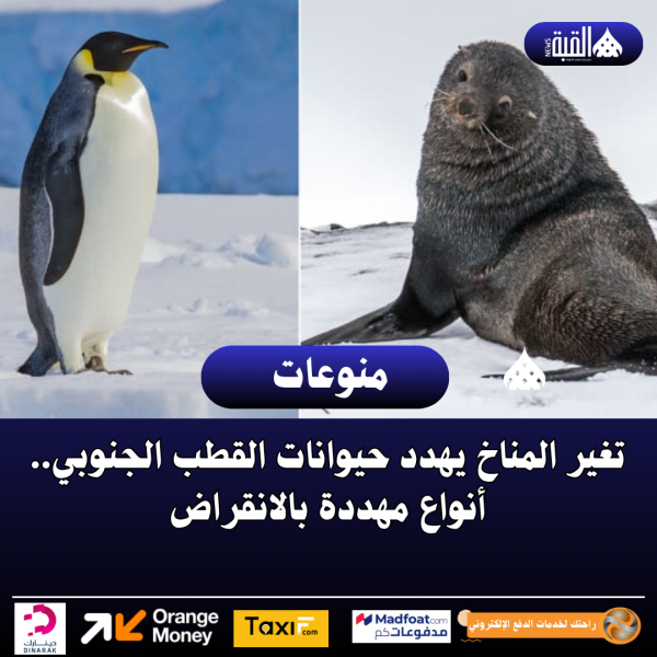 تغير المناخ يهدد حيوانات القطب الجنوبي.. أنواع مهددة بالانقراض