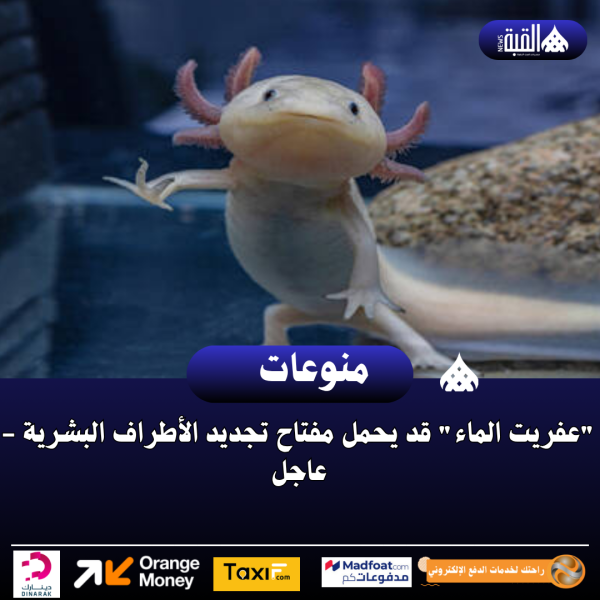 عفريت الماء قد يحمل مفتاح تجديد الأطراف البشرية