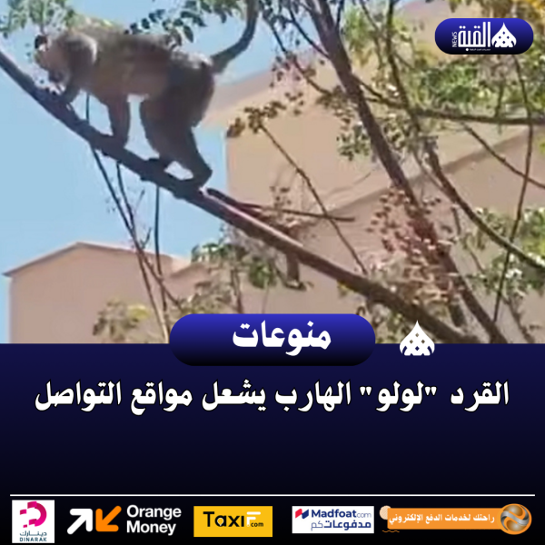 القرد لولو الهارب يشعل مواقع التواصل