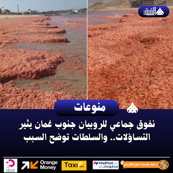 نفوق جماعي للروبيان جنوب عُمان يثير التساؤلات.. والسلطات توضح السبب