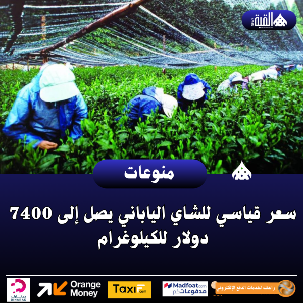 سعر قياسي للشاي الياباني يصل إلى 7400 دولار للكيلوغرام