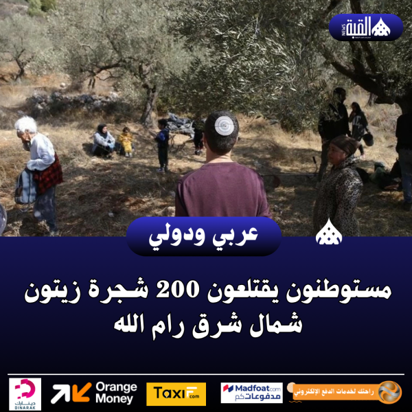 مستوطنون يقتلعون 200 شجرة زيتون شمال شرق رام الله