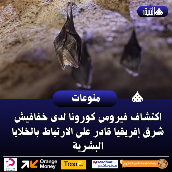اكتشاف فيروس كورونا لدى خفافيش شرق إفريقيا قادر على الارتباط بالخلايا البشرية