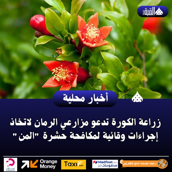 زراعة الكورة تدعو مزارعي الرمان لاتخاذ إجراءات وقائية لمكافحة حشرة المن