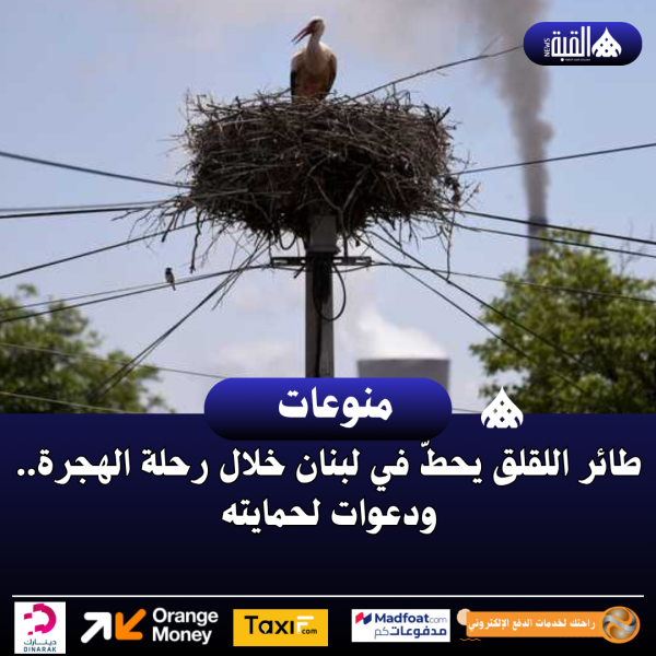 طائر اللقلق يحطّ في لبنان خلال رحلة الهجرة.. ودعوات لحمايته