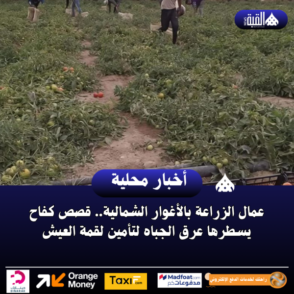 عمال الزراعة بالأغوار الشمالية.. قصص كفاح يسطرها عرق الجباه لتأمين لقمة العيش