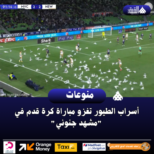 أسراب الطيور تغزو مباراة كرة قدم في مشهد جنوني