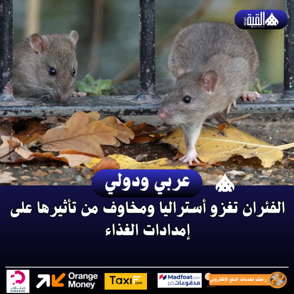 الفئران تغزو أستراليا ومخاوف من تأثيرها على إمدادات الغذاء