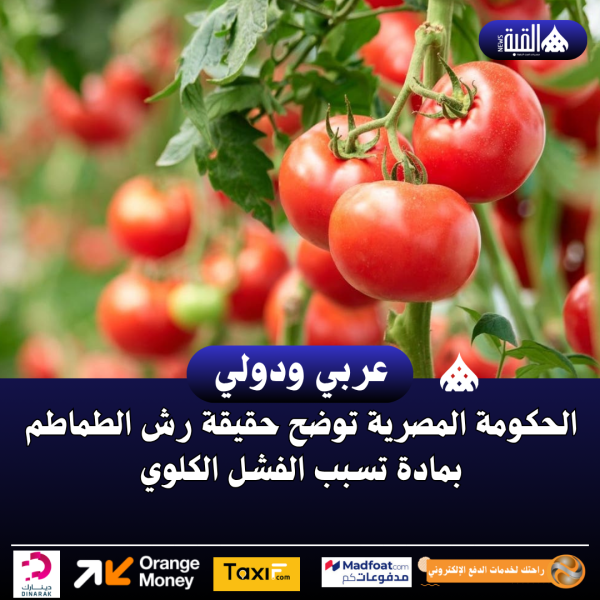 الحكومة المصرية توضح حقيقة رش الطماطم بمادة تسبب الفشل الكلوي