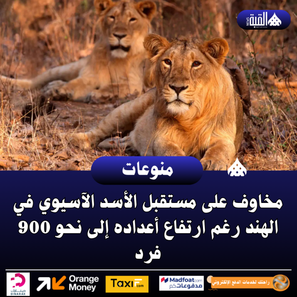 مخاوف على مستقبل الأسد الآسيوي في الهند رغم ارتفاع أعداده إلى نحو 900 فرد