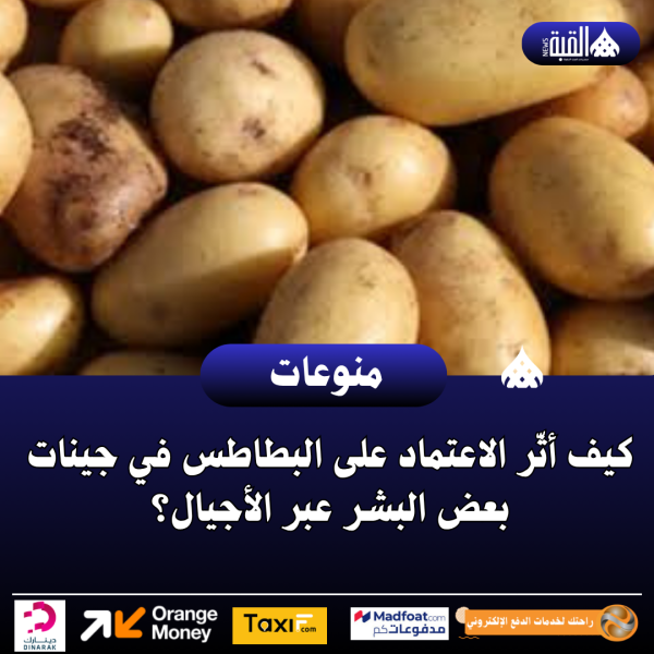 كيف أثّر الاعتماد على البطاطس في جينات بعض البشر عبر الأجيال؟