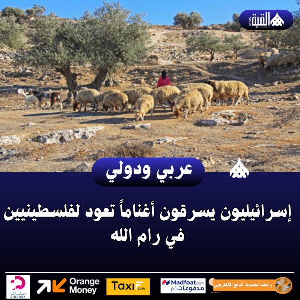 إسرائيليون يسرقون أغناماً تعود لفلسطينيين في رام الله