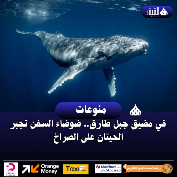 في مضيق جبل طارق.. ضوضاء السفن تجبر الحيتان على الصراخ