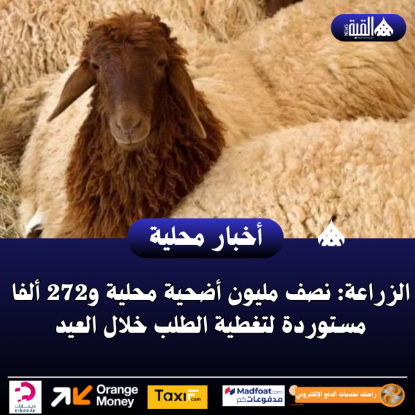 الزراعة: نصف مليون أضحية محلية و272 ألفا مستوردة لتغطية الطلب خلال العيد
