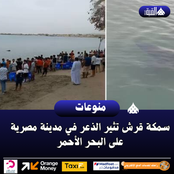 سمكة قرش تثير الذعر في مدينة مصرية على البحر الأحمر