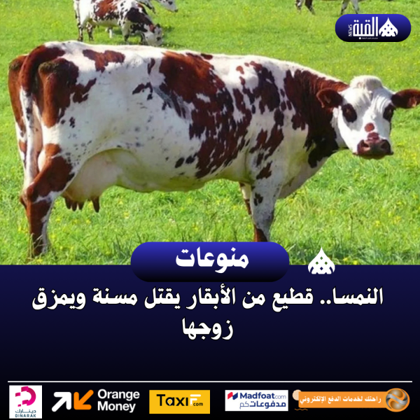 النمسا.. قطيع من الأبقار يقتل مسنة ويمزق زوجها