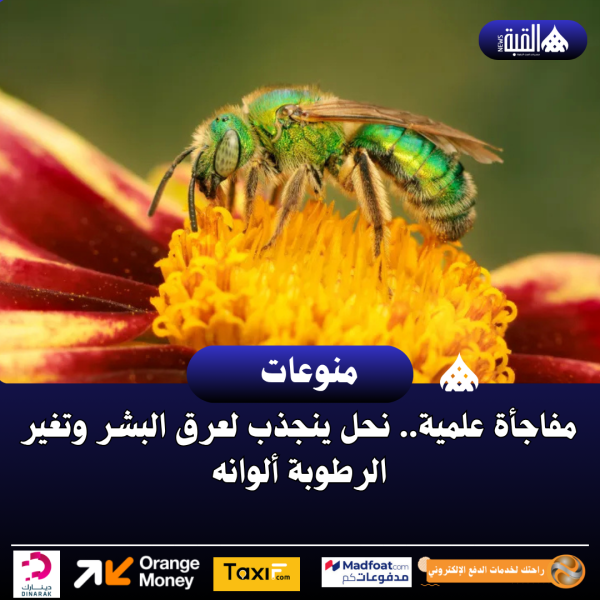 مفاجأة علمية.. نحل ينجذب لعرق البشر وتغير الرطوبة ألوانه