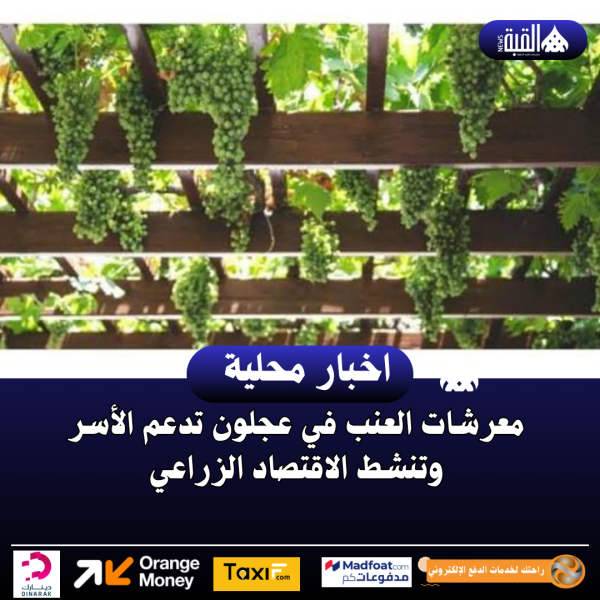 معرشات العنب في عجلون تدعم الأسر وتنشط الاقتصاد الزراعي