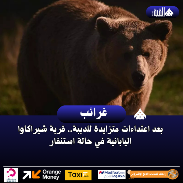 بعد اعتداءات متزايدة للدببة.. قرية شيراكاوا اليابانية في حالة استنفار