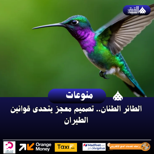 الطائر الطنان.. تصميم معجز يتحدى قوانين الطيران