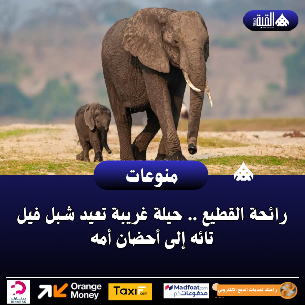 رائحة القطيع .. حيلة غريبة تعيد شبل فيل تائه إلى أحضان أمه