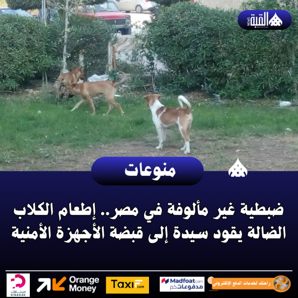 ضبطية غير مألوفة في مصر.. إطعام الكلاب الضالة يقود سيدة إلى قبضة الأجهزة الأمنية