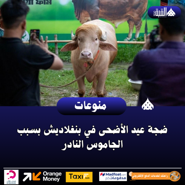 ضجة عيد الأضحى في بنغلاديش بسبب الجاموس النادر