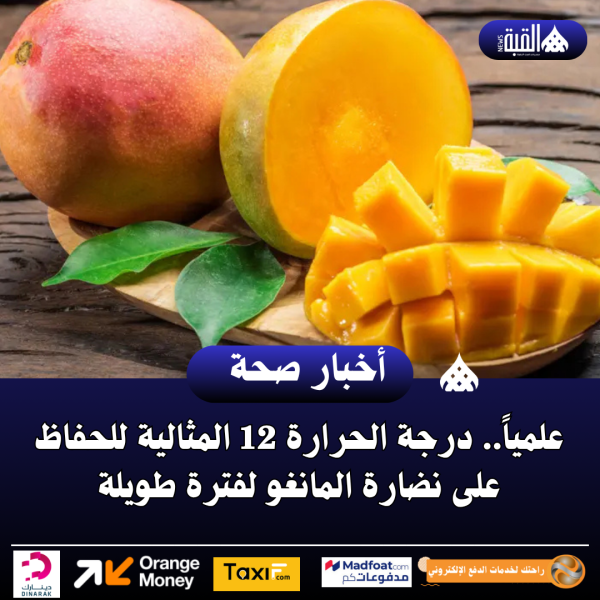 علمياً.. درجة الحرارة 12 المثالية للحفاظ على نضارة المانغو لفترة طويلة