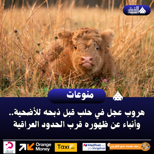 هروب عجل في حلب قبل ذبحه للأضحية.. وأنباء عن ظهوره قرب الحدود العراقية