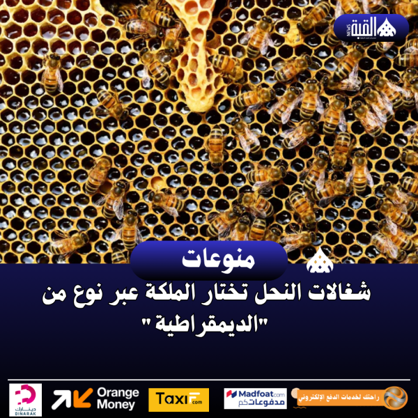 شغالات النحل تختار الملكة عبر نوع من الديمقراطية