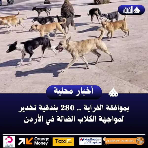 بموافقة الفراية .. 280 بندقية تخدير لمواجهة الكلاب الضالة في الأردن