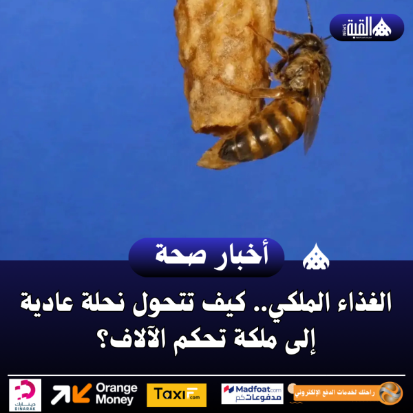 الغذاء الملكي.. كيف تتحول نحلة عادية إلى ملكة تحكم الآلاف؟
