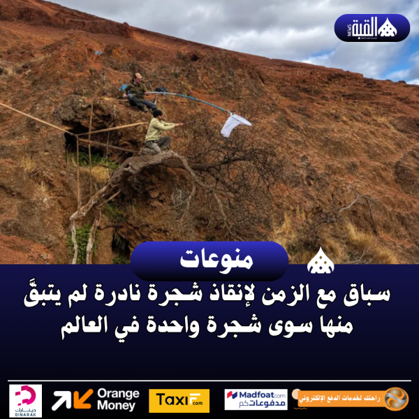 سباق مع الزمن لإنقاذ شجرة نادرة لم يتبقَّ منها سوى شجرة واحدة في العالم