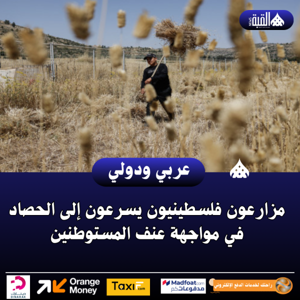 مزارعون فلسطينيون يسرعون إلى الحصاد في مواجهة عنف المستوطنين
