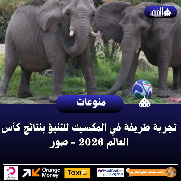 تجربة طريفة في المكسيك للتنبؤ بنتائج كأس العالم 2026  صور