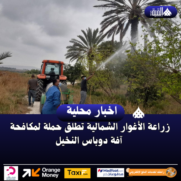 زراعة الأغوار الشمالية تطلق حملة لمكافحة آفة دوباس النخيل