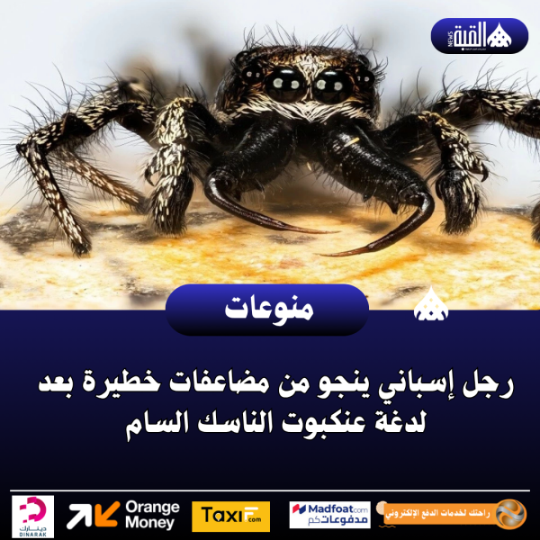 رجل إسباني ينجو من مضاعفات خطيرة بعد لدغة عنكبوت الناسك السام