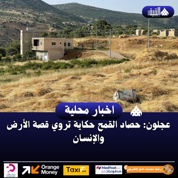 عجلون: حصاد القمح حكاية تروي قصة الأرض والإنسان