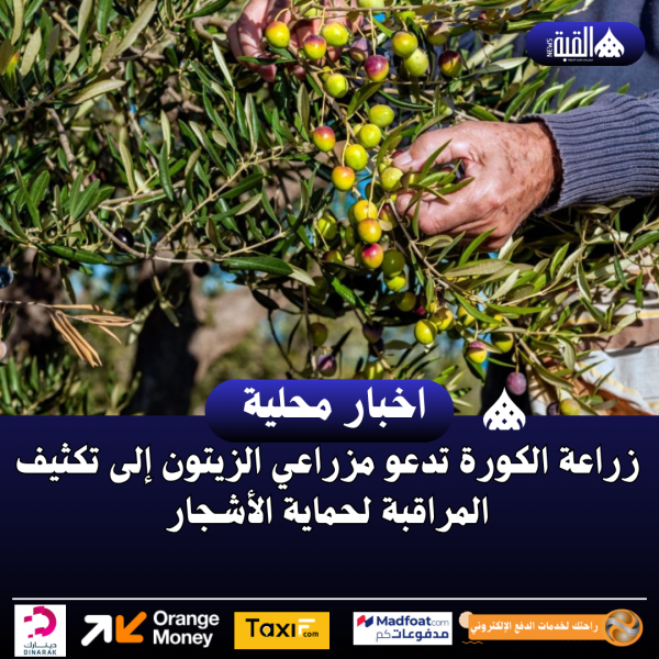زراعة الكورة تدعو مزراعي الزيتون إلى تكثيف المراقبة لحماية الأشجار