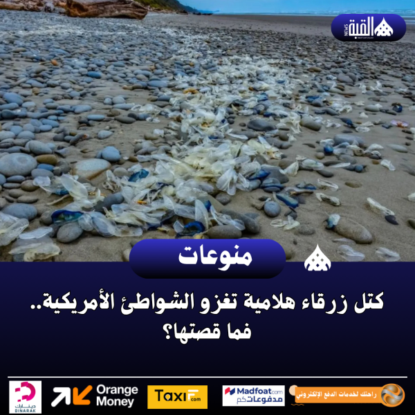 كتل زرقاء هلامية تغزو الشواطئ الأمريكية.. فما قصتها؟