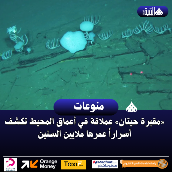 «مقبرة حيتان» عملاقة في أعماق المحيط تكشف أسراراً عمرها ملايين السنين