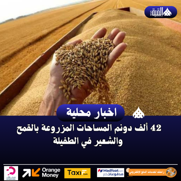 42 ألف دونم المساحات المزروعة بالقمح والشعير في الطفيلة