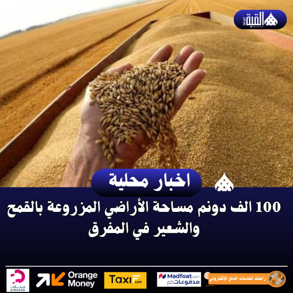 100 الف دونم مساحة الأراضي المزروعة بالقمح والشعير في المفرق