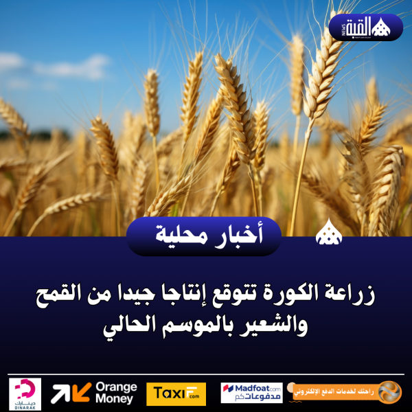 زراعة الكورة تتوقع إنتاجا جيدا من القمح والشعير بالموسم الحالي