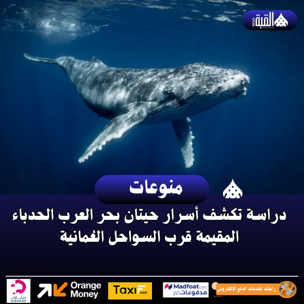 دراسة تكشف أسرار حيتان بحر العرب الحدباء المقيمة قرب السواحل العُمانية