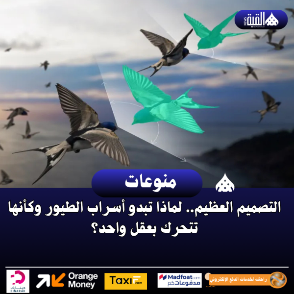 التصميم العظيم.. لماذا تبدو أسراب الطيور وكأنها تتحرك بعقل واحد؟