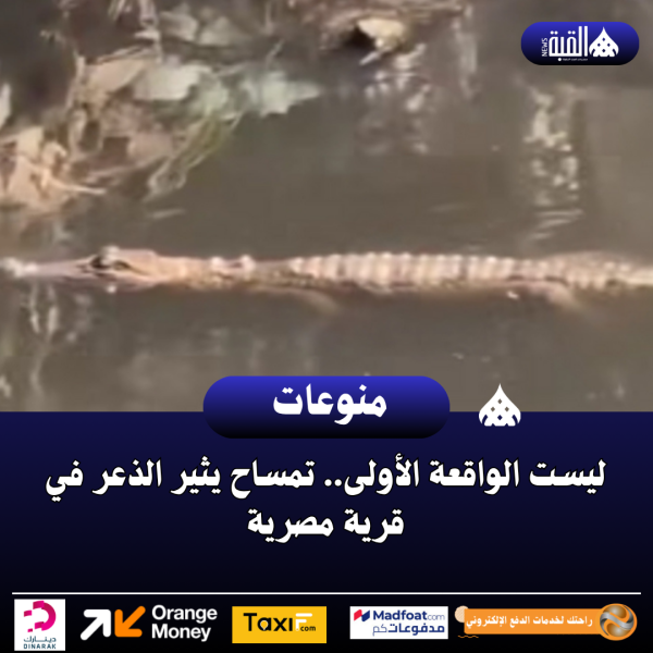 ليست الواقعة الأولى.. تمساح يثير الذعر في قرية مصرية