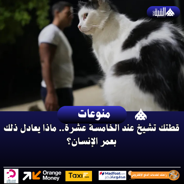 قطتك تشيخ عند الخامسة عشرة.. ماذا يعادل ذلك بعمر الإنسان؟