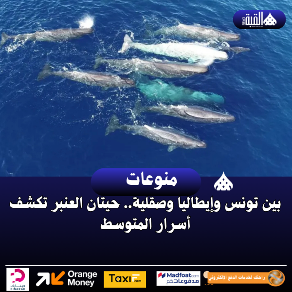 بين تونس وإيطاليا وصقلية.. حيتان العنبر تكشف أسرار المتوسط
