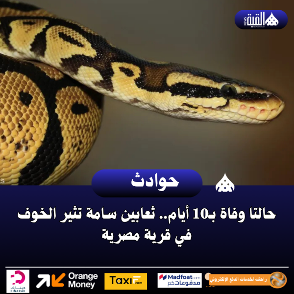 حالتا وفاة بـ10 أيام.. ثعابين سامة تثير الخوف في قرية مصرية